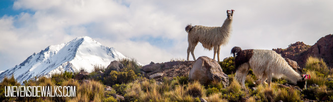 Perfect Portrait of Llamas watching us with a Snowy Mountain in the Background